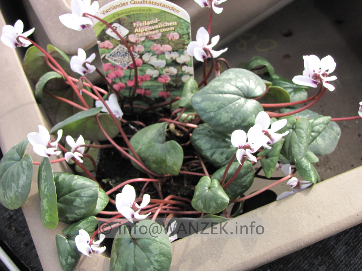 Cyclamen coum (weiss).JPG